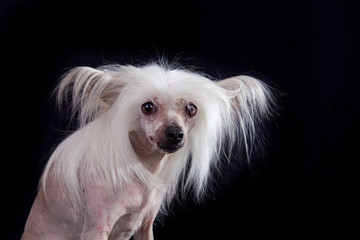 Portrait of breed Chinese Crested Hairless dog on a black backgr