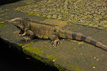 Iguana (Indonesia)