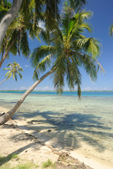 Palm trees on beach, Bora Bora, French Polynesia