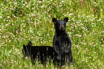 Twin black bear cubs in field of wildflowers © DCrane Photography