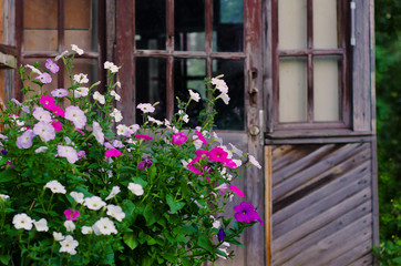 The petunias in the background of the old house