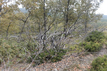 Bosque de brezo