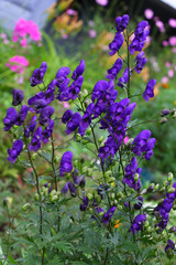 Blue flower spike of monkshood aconitum plant