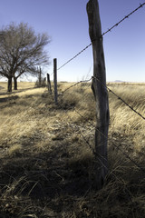 Fence Posts