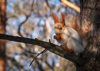 squirrel on a pine tree eats a nut. wild animals. - obrazy, fototapety, plakaty