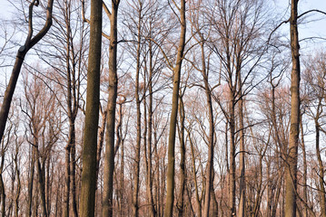 Tree branches at winter.