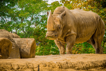 Fototapeta premium rhinocerous