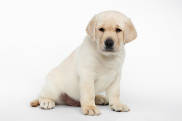 Unhappy Labrador puppy Sitting and Looking down on white background, side view