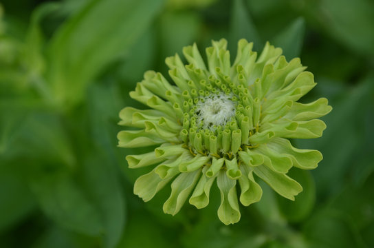 Blooming Green Zinnia Flower