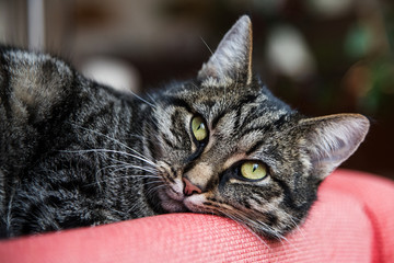 Cute tabby cat is lying on a red pillow and looks at the camera