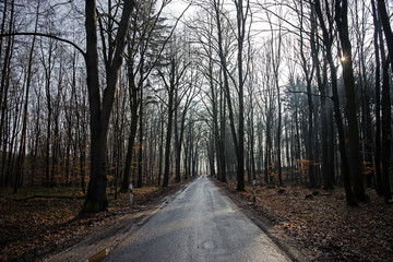 Fototapeta premium Country road leads through a light forest with dark bare tree trunks