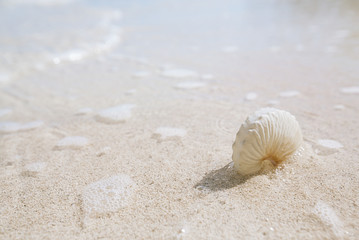 Fototapeta na wymiar nautilus paper shell on golden beach