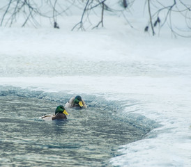 Winter background with lake and two ducks swimming in it