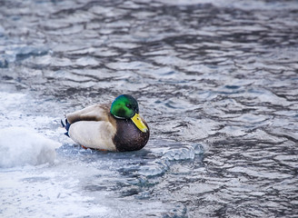 duck sitting on ice near of the lake