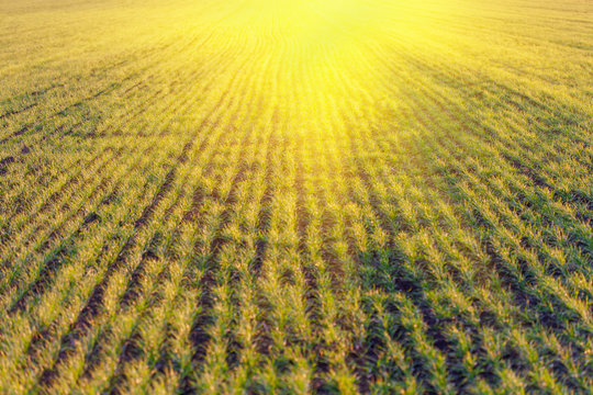 sun over agricultural field