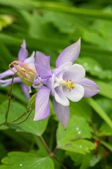 Beautiful purple aquilegia
