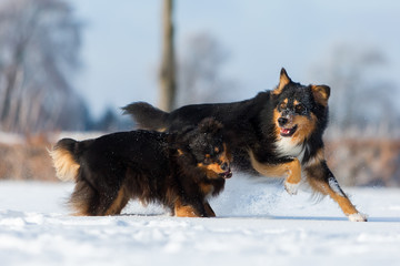 two dogs playing the snow