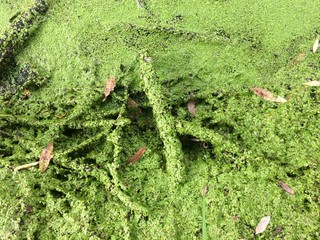 green leaves on the water