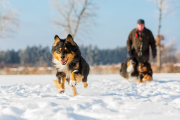 Fototapeta na wymiar Australian Shepherd dog runs in the snow