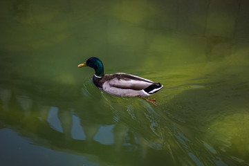 duck