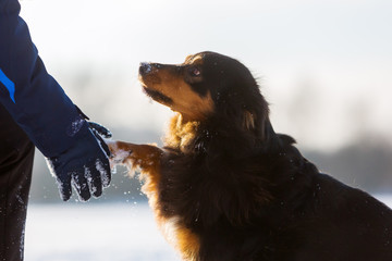 woman cleans the paw of a dog in winter