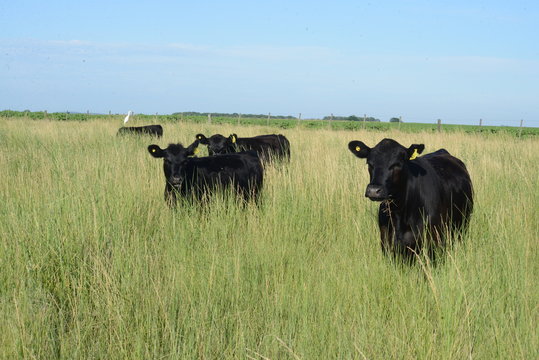 Rodeo Angus en La Provincia de Bs As Argentina