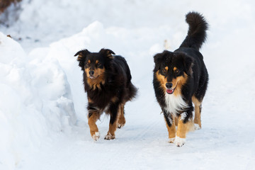 two dogs walking in the snow