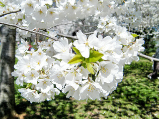 Washington white cherry blossom tree March 2010