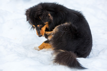 dog in snow is gnawing at the paw