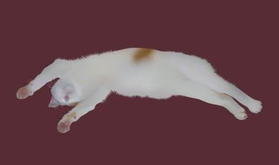 Fototapeta premium Sleeping Japanese Cat