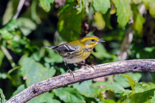 Townsend's Warbler