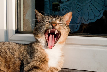 Ziewający kot © Damian