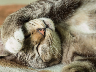 Lazy Gray Cat Leg Shade