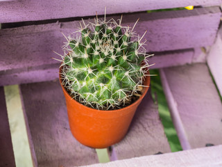Little Cactus Pot in The Purple
