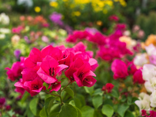 Colorful Bougainvillea Flowers