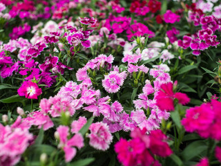 Obraz premium Colorful of Rainbow Pink