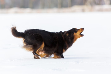dog runs in the snow