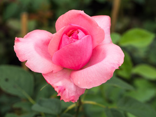 Pink Rose  in The Garden