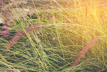 Landscape view on the field with dried grass by wind.