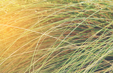 Landscape view on the field with dried grass by wind.