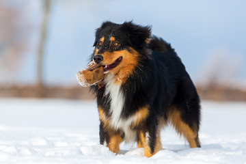 dog with treat bag in the snout in the snow