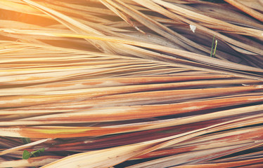 Abstract background of dried coconut leaves
