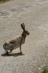 Jackrabbit on a  gravel pathway