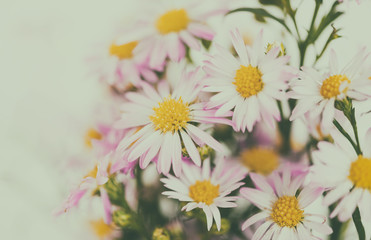 Fototapeta premium beautiful flowers background for your design with the selective