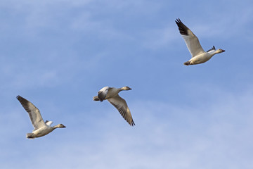 Birds snow geese flock flying at teh Salton Sea nature preserve in the California desert