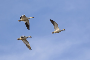 Fototapeta na wymiar Birds flock of snow geese flying at the Salton Sea in the California desert