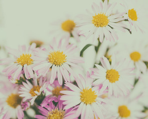 Obraz premium beautiful flowers background for your design with the selective