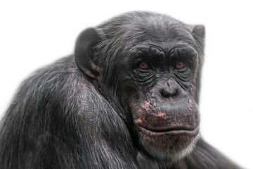 Naklejka premium Thinking chimpanzee portrait isolated on white background