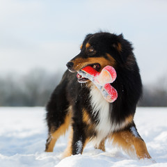 dog with a toy in the snout in the snow