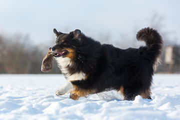 dog with treat bag running in the snow